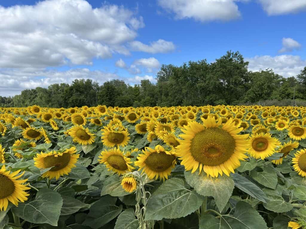 11 Stunning Sunflower Fields Worth Visiting in Ontario 2024