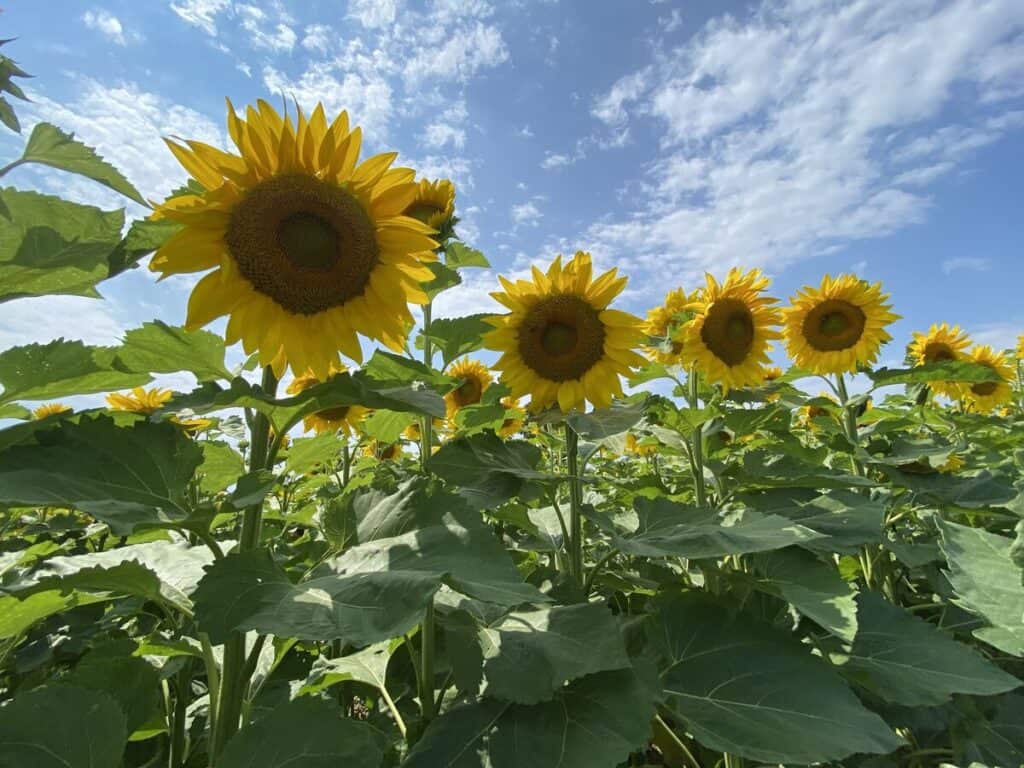 11 Stunning Sunflower Fields Worth Visiting in Ontario 2024