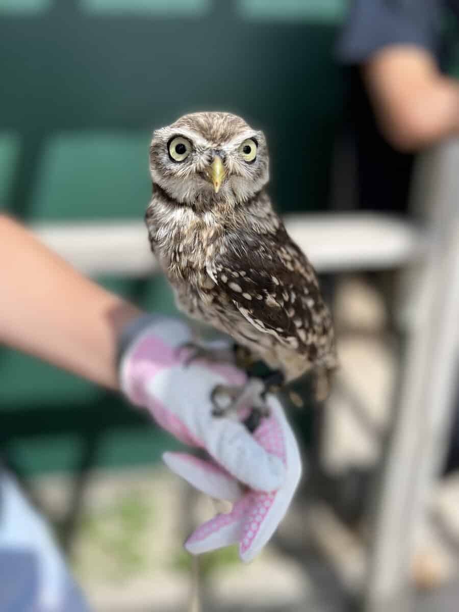 Beautiful baby owl on display at the Davis Family Farm.