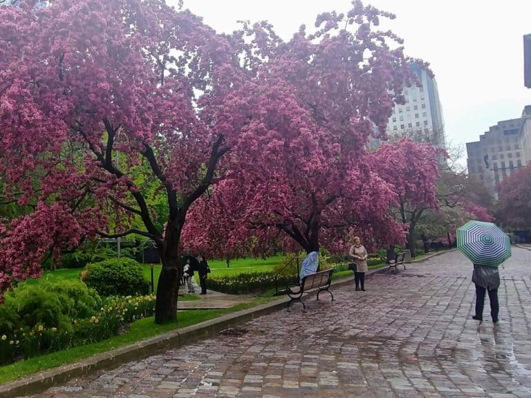 30 Best Places to See Toronto's Cherry Blossoms This Spring