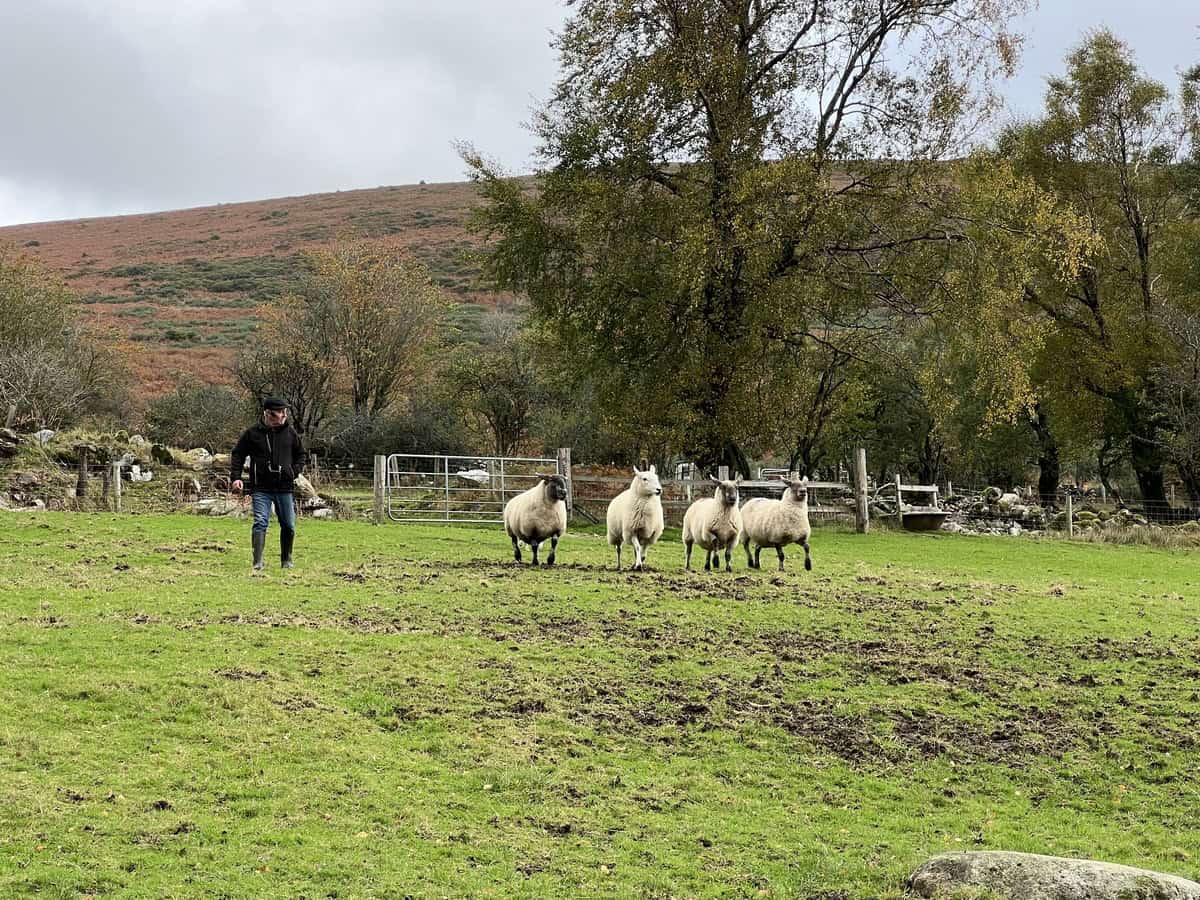 The image depicts a traditional Irish sheep farm and features a man and a small group of sheep in a grassy field. The man, dressed in a black jacket, blue jeans, and rubber boots, is walking towards the sheep, who are clustered together, appearing alert. The lrish landscape includes rolling hills covered in a mix of grass and shrubs, under a cloudy sky.