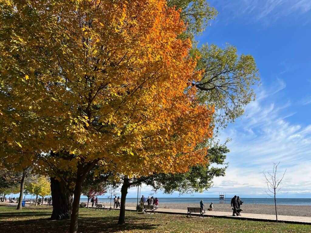 Toronto in Fall: 23 Best Activities and Events