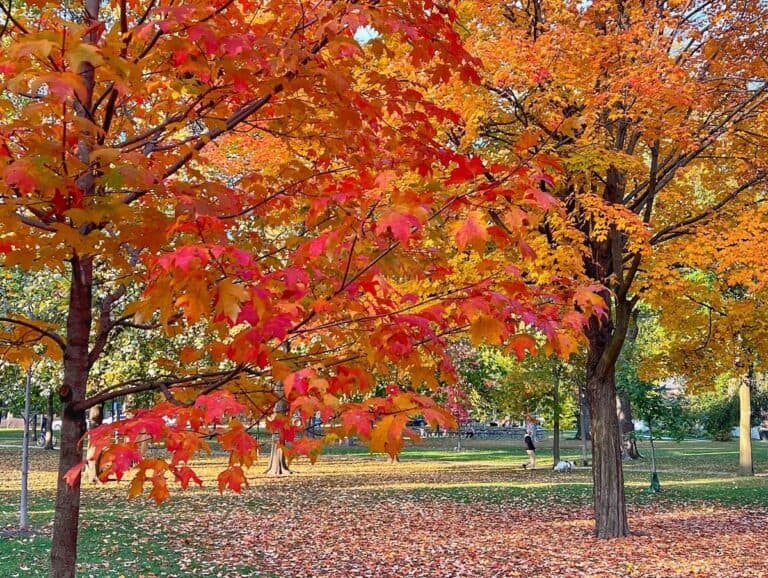 A vibrant scene in a Toronto park with trees displaying red, orange, and yellow autumn leaves. The ground is covered with fallen leaves, and the sunlight enhances the vivid colors of the autumn foliage.