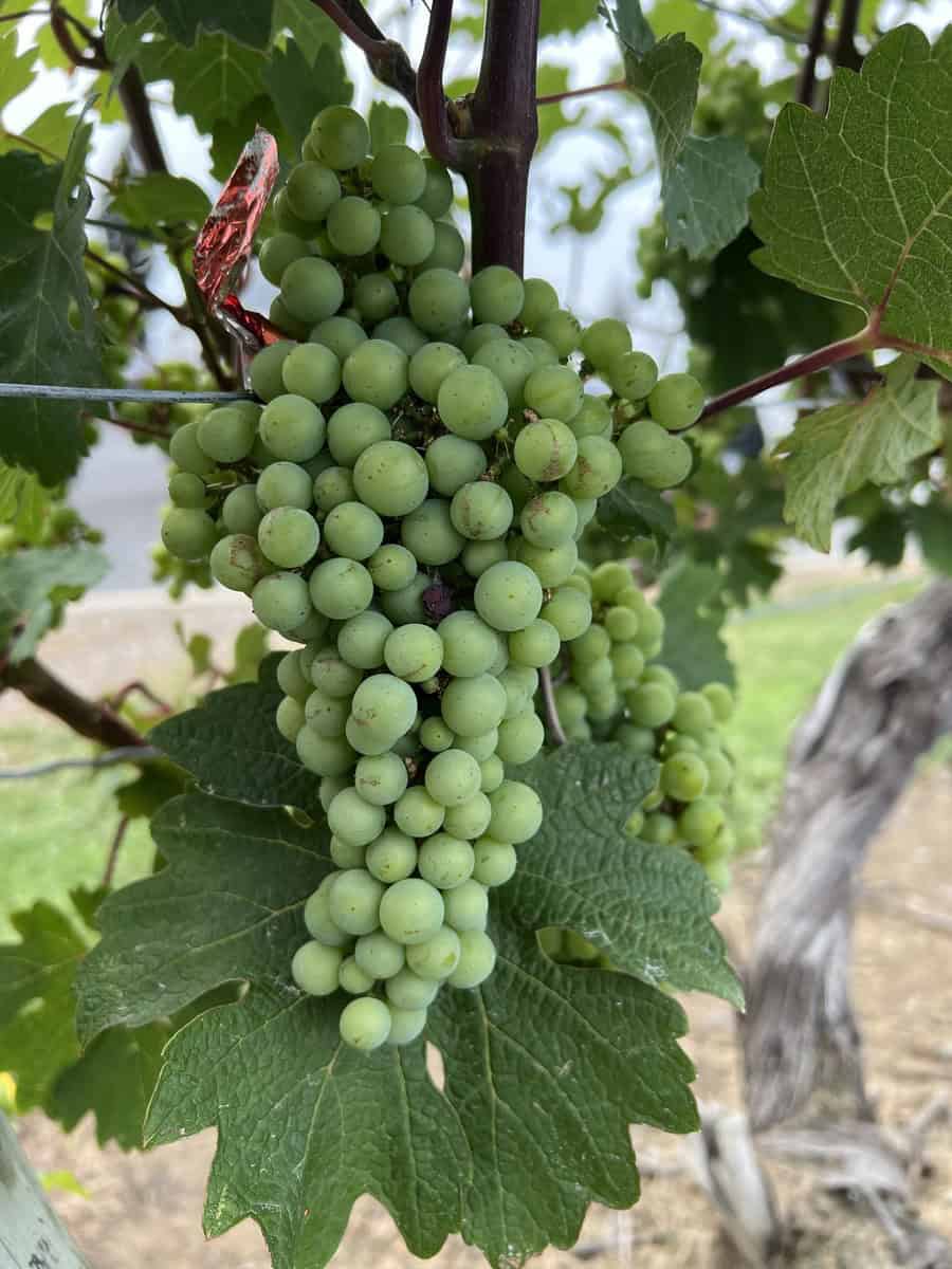 A close-up of a cluster of green grapes hanging on a vine, surrounded by vibrant leaves, representing the abundant Niagara on the Lake vineyards.