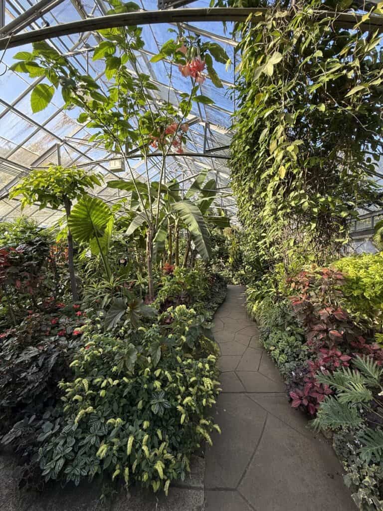 A lush indoor botanical garden in Toronto filled with diverse tropical plants, with large green leaves reaching up to the glass ceiling. The narrow stone path weaves through dense vegetation, giving the space a serene, jungle-like atmosphere.