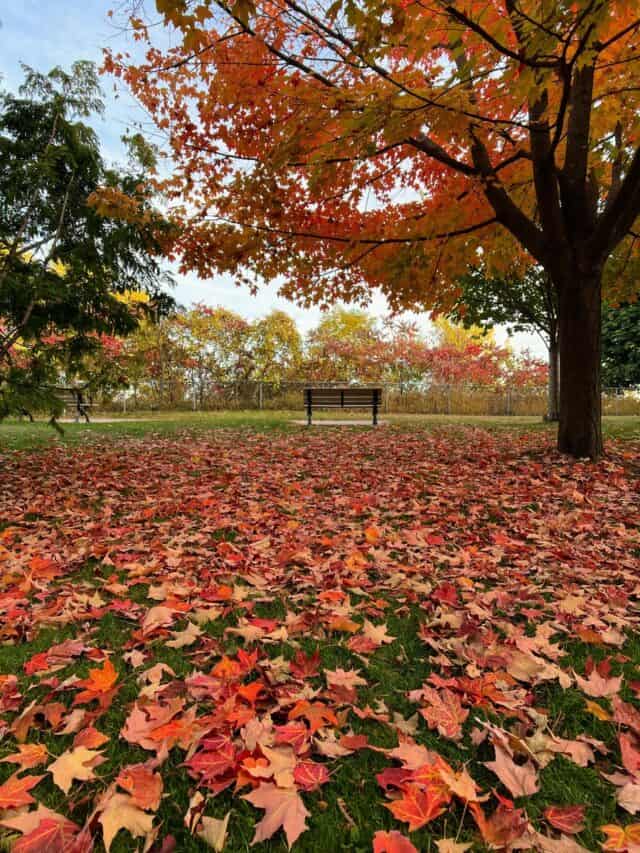 Toronto in Fall: 23 Best Activities and Events