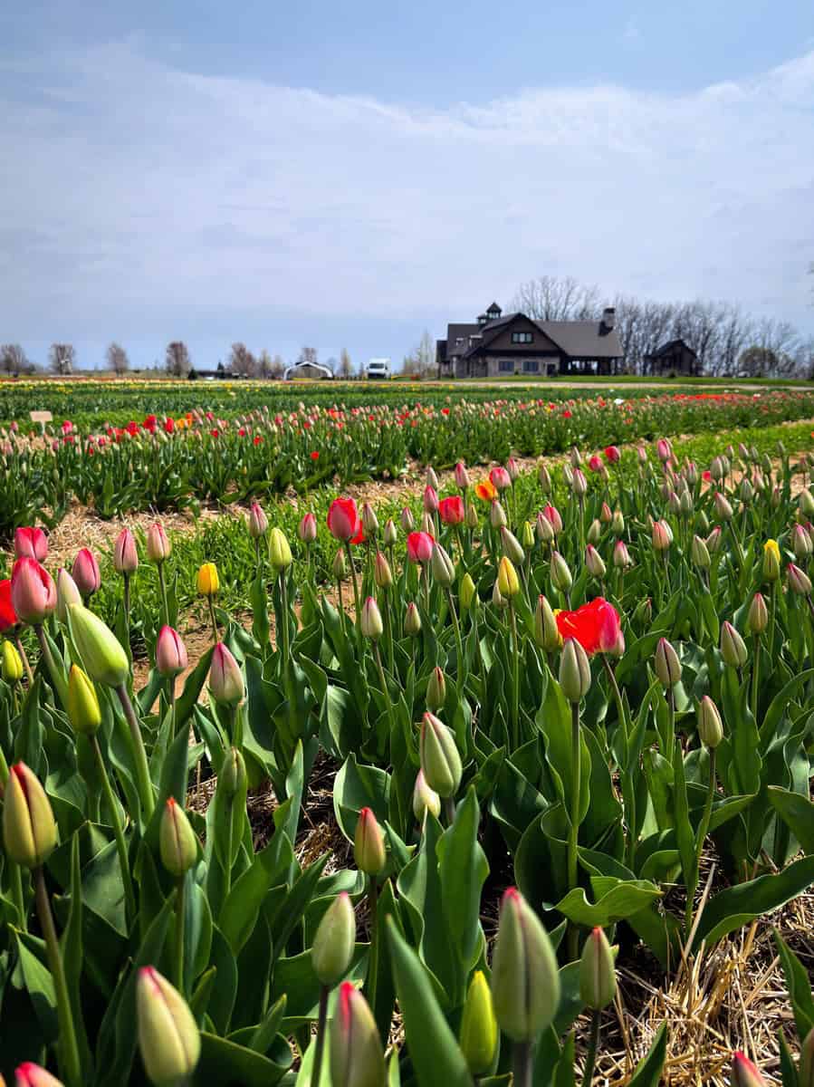 Rows of tulips in various colors—red, yellow, pink, and orange—stretch across a farm field with a country house and vehicles visible under a partly cloudy sky.