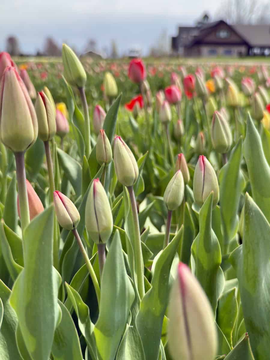 Close-up of tulip buds in a field, with soft focus on the background rows of blooming tulips and a farm building barely visible in the distance.