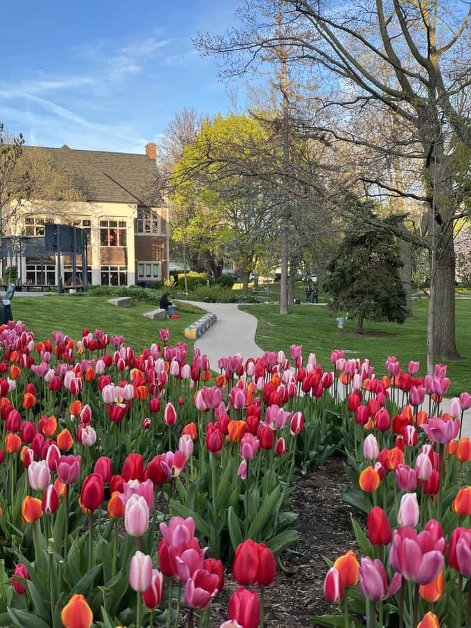 A winding path cuts through a garden bursting with pink, red, and orange tulips at Kew Gardens in Toronto, with a historic building and people enjoying the spring scenery in the background.