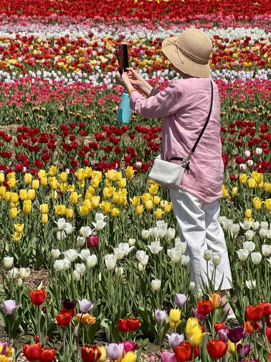 A woman in a sunhat and pink shirt stands among colorful tulip rows, taking a photo with her phone at Pingle’s Farm's pick-your-own-tulip festival in Ontario on a sunny day.