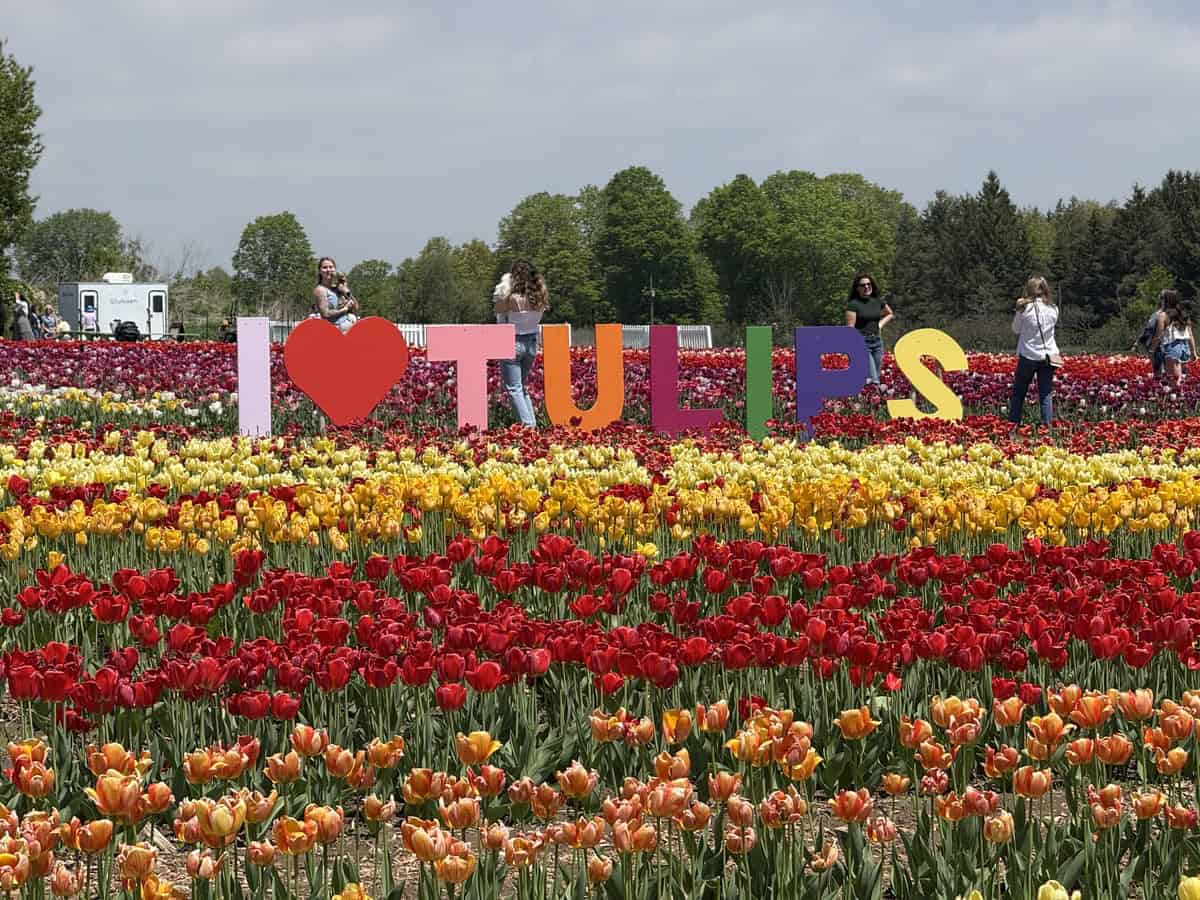 Large colorful “I love TULIPS” sign stands amid rows of vibrant red, yellow, and orange tulips at Pingle’s Farm in Ontario, with visitors posing for photos under a partly cloudy sky.