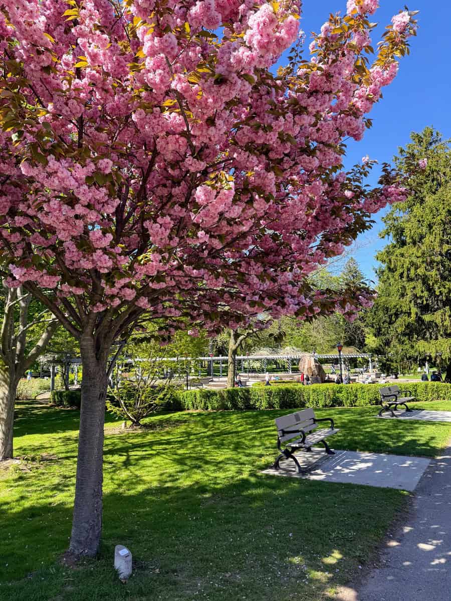 A lush pink cherry blossom tree in full bloom shades a pair of empty benches along a garden path at Rosetta McClain Gardens in Toronto, with neatly trimmed hedges and pergolas in the background on a sunny day.