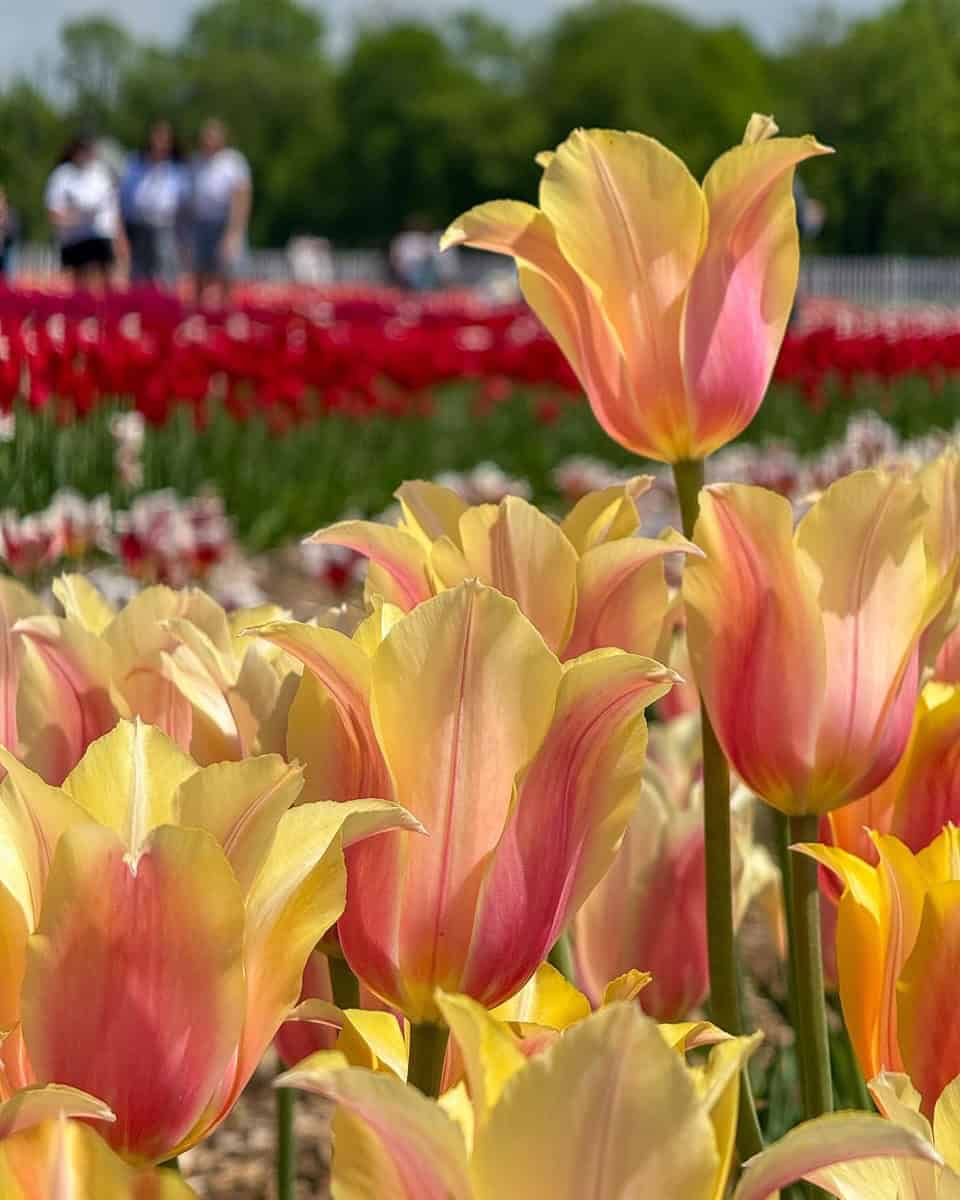 Close-up of soft yellow and pink tulips in full bloom, with a blurred background of red tulips and people walking through the vibrant rows at Pingle’s Farm Tulip Festival in Ontario.