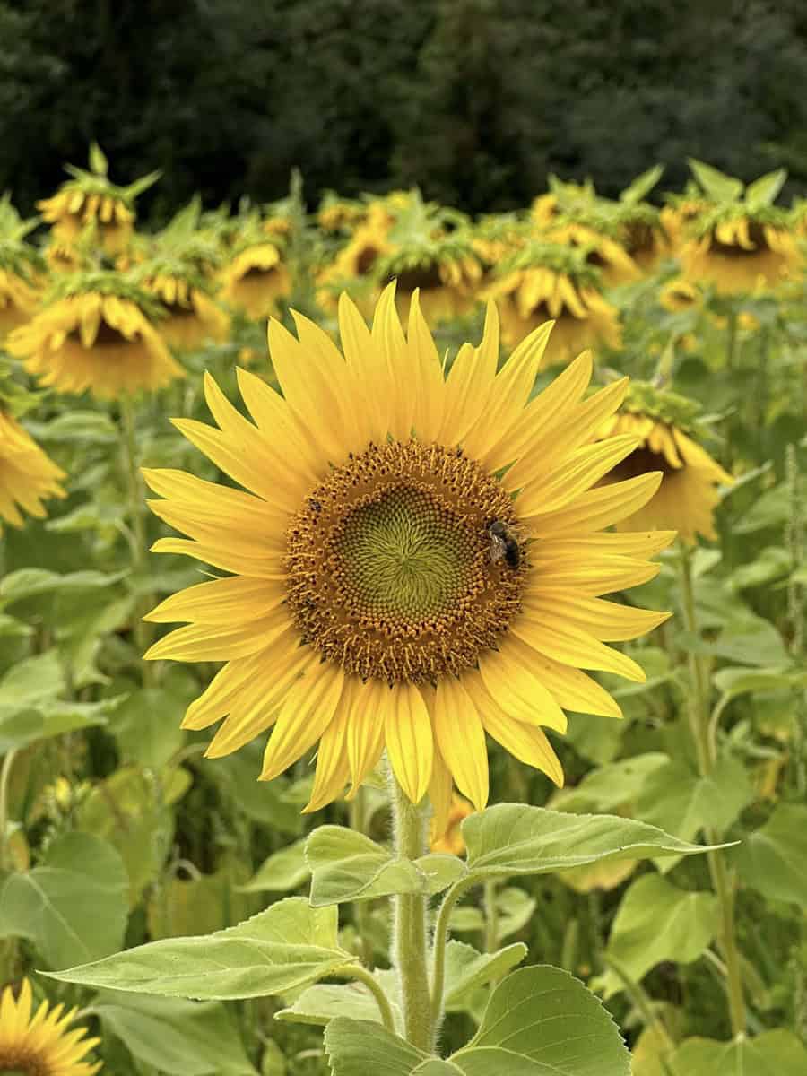 Vibrant close-up of a sunflower in full bloom with a bee on its center, set in a lush sunflower field in Ontario.