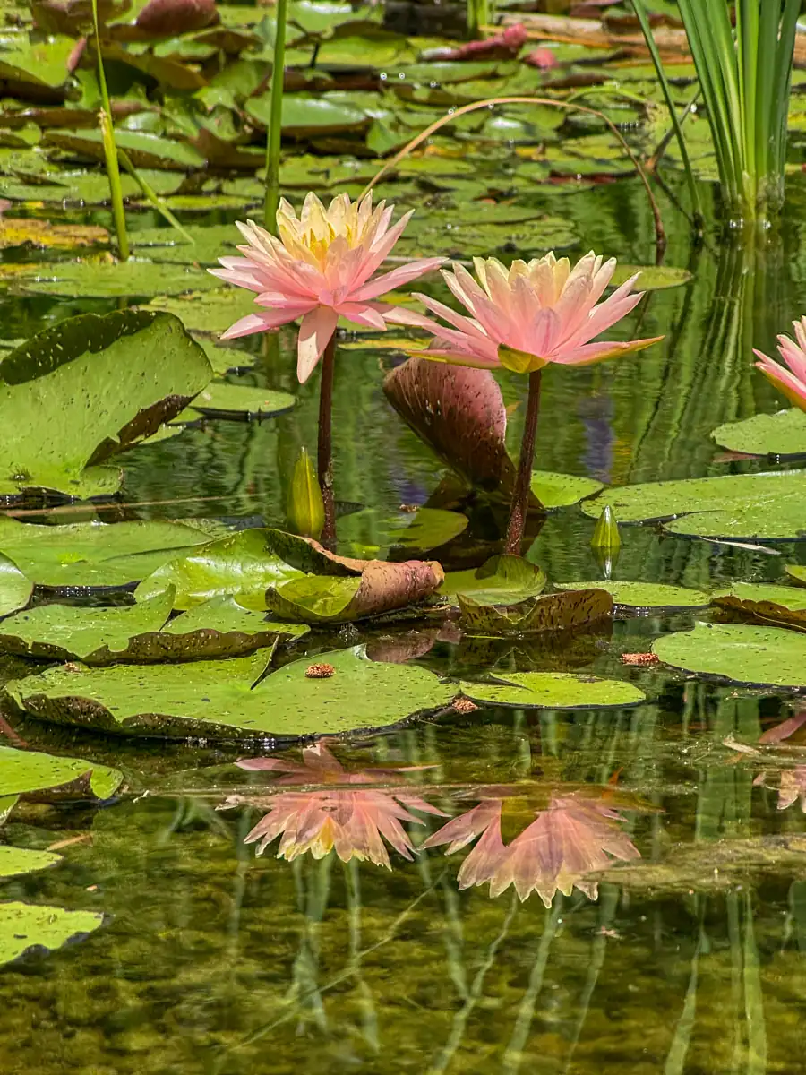 Close-up of two blooming pink and yellow water lilies with mirrored reflections in a pond surrounded by lily pads, captured in a tranquil corner of the Toronto Humber Arboretum.