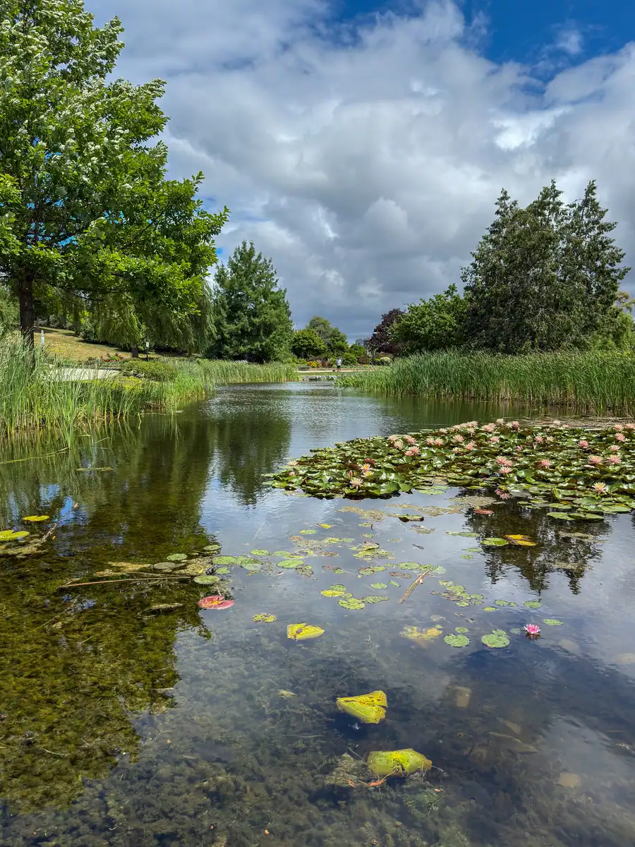 A lush Toronto garden at the Humber Arboretum featuring a pond filled with water lilies and lily pads, bordered by reeds and mature trees beneath a dramatic summer sky.