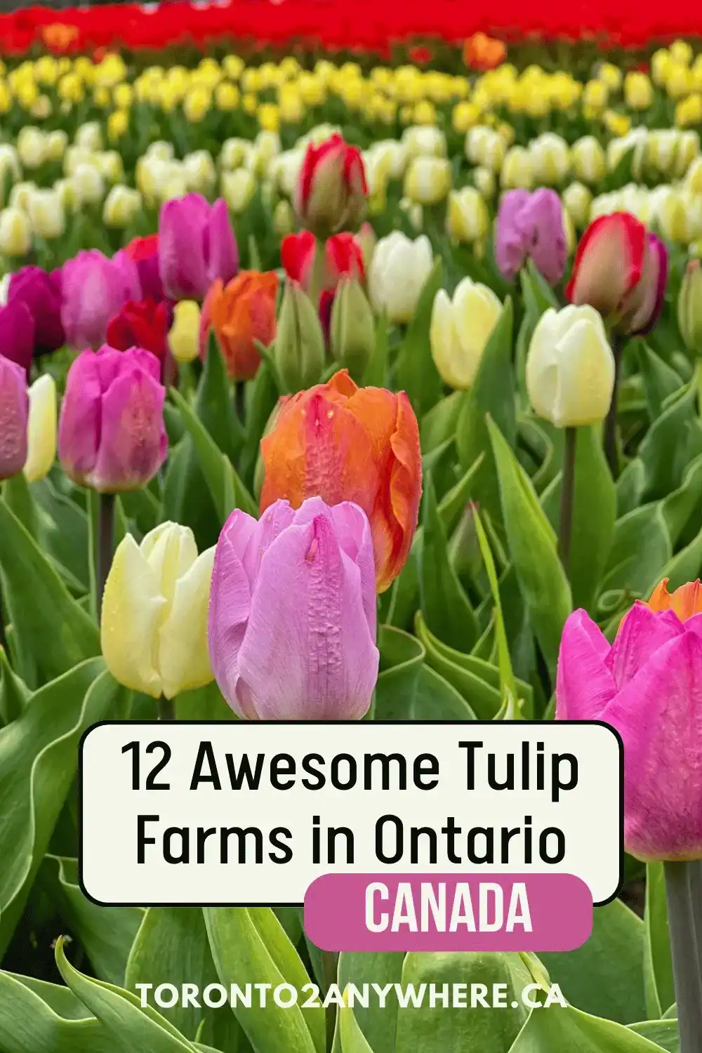 Image of brightly coloured tulips in pink, orange, yellow, and red spread across an Ontario Tulip Field. Text overlay reads 12 Awesome Tulip Farms in Ontario Canada Toronto2anywhere.ca