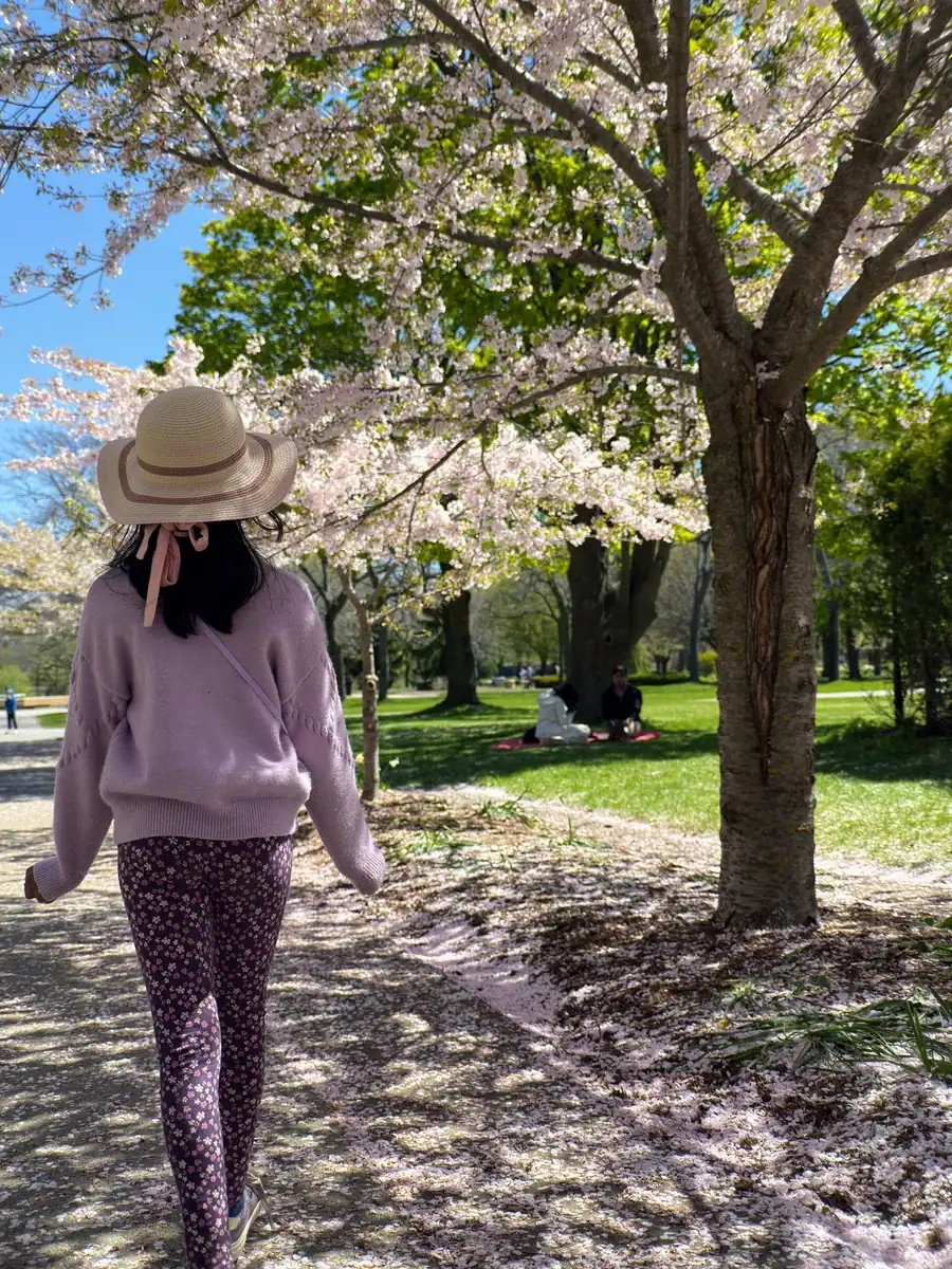 A young girl dressed in a pink sweater and straw hat walks beneath cherry blossoms in bloom along Cherry Blossom Lane on the Toronto Islands at Centre Island in spring.