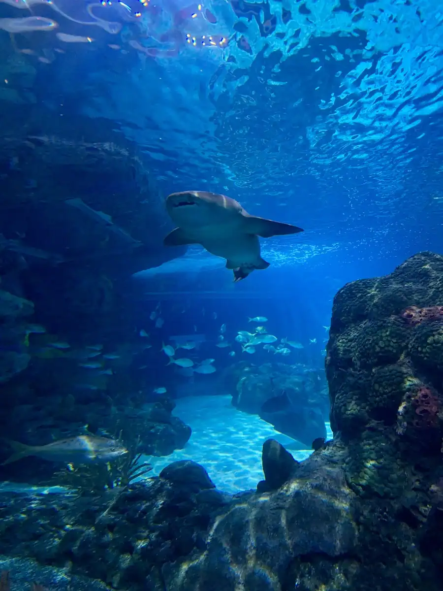 A shark glides through a blue lit tank surrounded by smaller fish and rocky coral formations at Ripley’s Aquarium Toronto. The clear water and open space emphasize the scale of marine life visitors can observe up close.