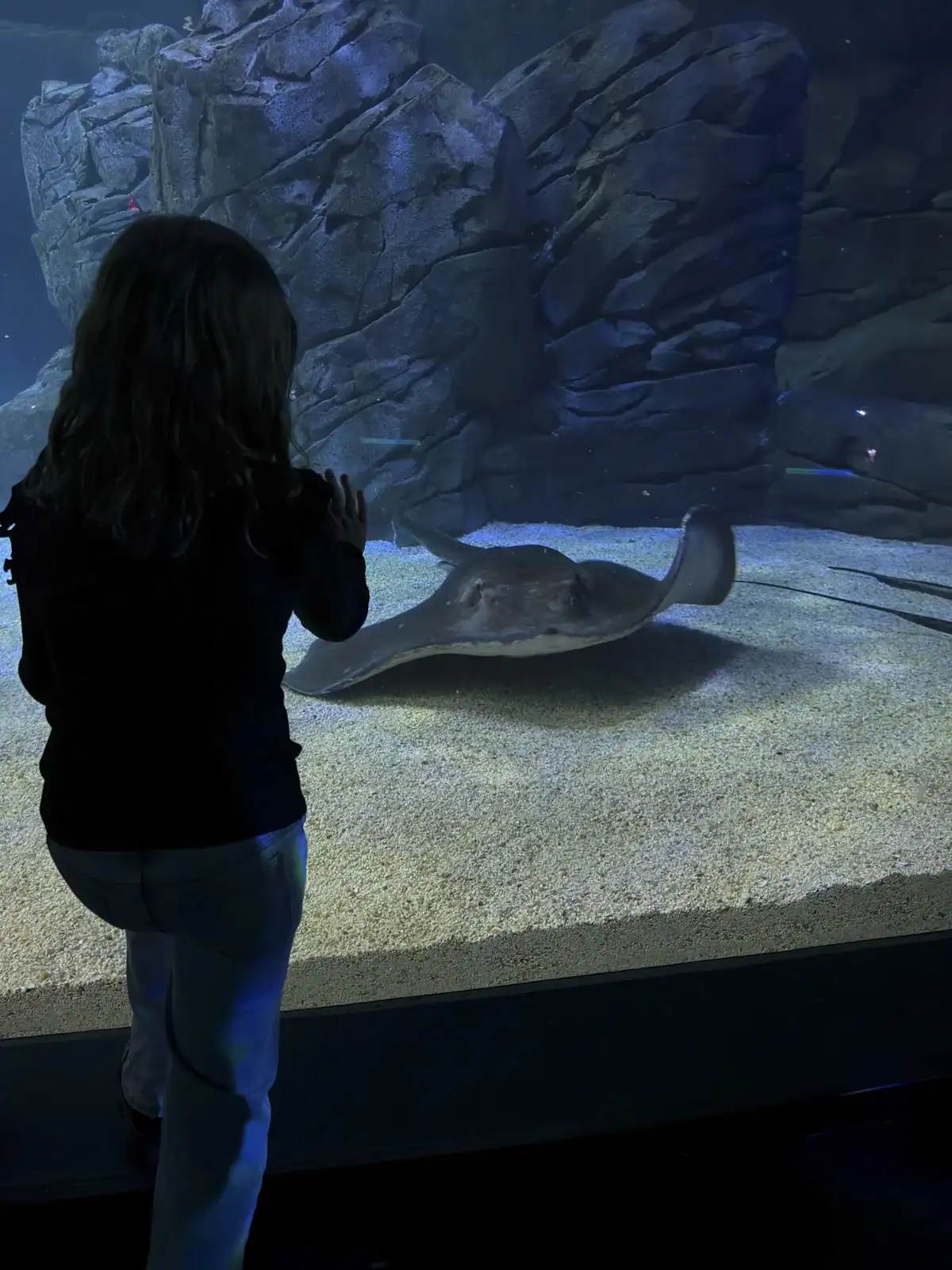 A child stands close to the glass at Ripley's Aquarium Canada watching a stingray glide smoothly over a sandy bottom with rocky walls behind it. The stingray’s wide wings and slow movement create a calm and focused viewing moment.
