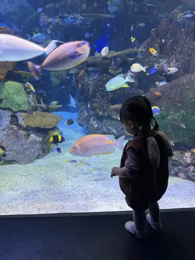 A young child stands close to a large aquarium window watching colorful fish swim past coral and rocks on a sandy bottom. The child’s small figure against the wide tank emphasizes the scale and detail of the underwater scene at Toronto's aquarium.