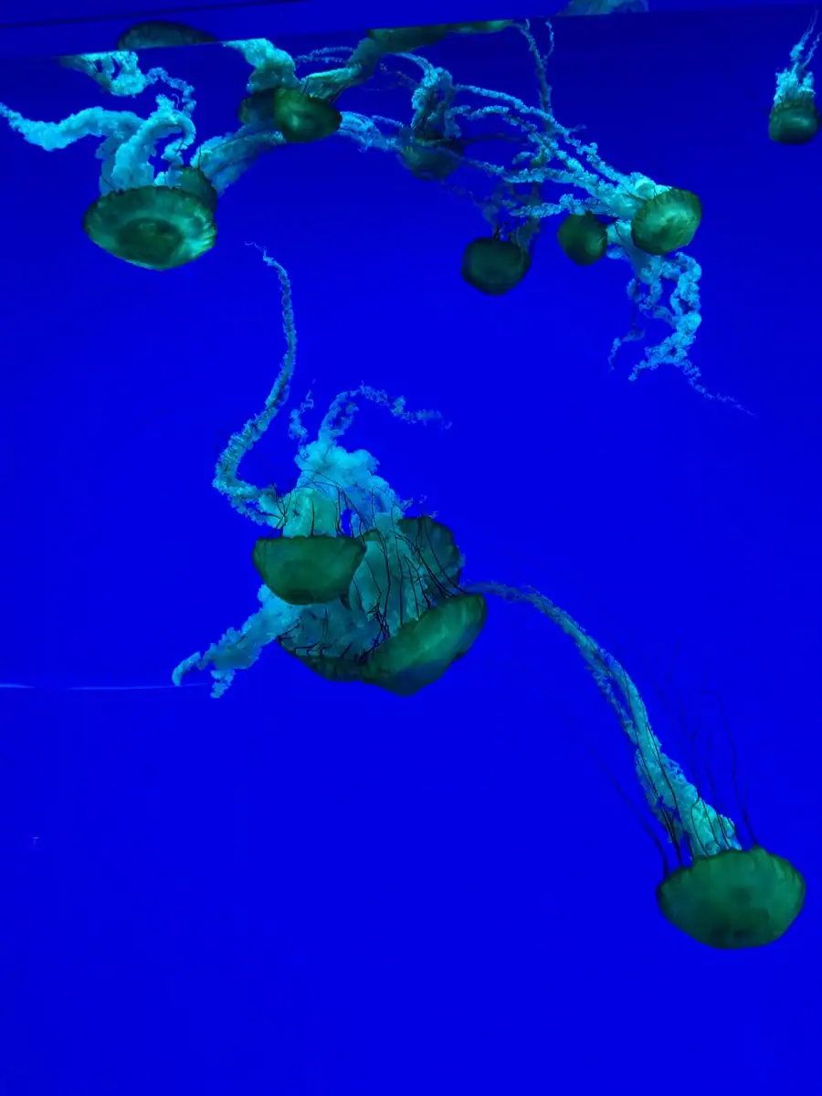 Several translucent jellyfish float gracefully against a deep blue background at Ripley’s Aquarium Toronto with long trailing tentacles drifting through the water. The glowing movement and vivid color create a calming display that stands out.