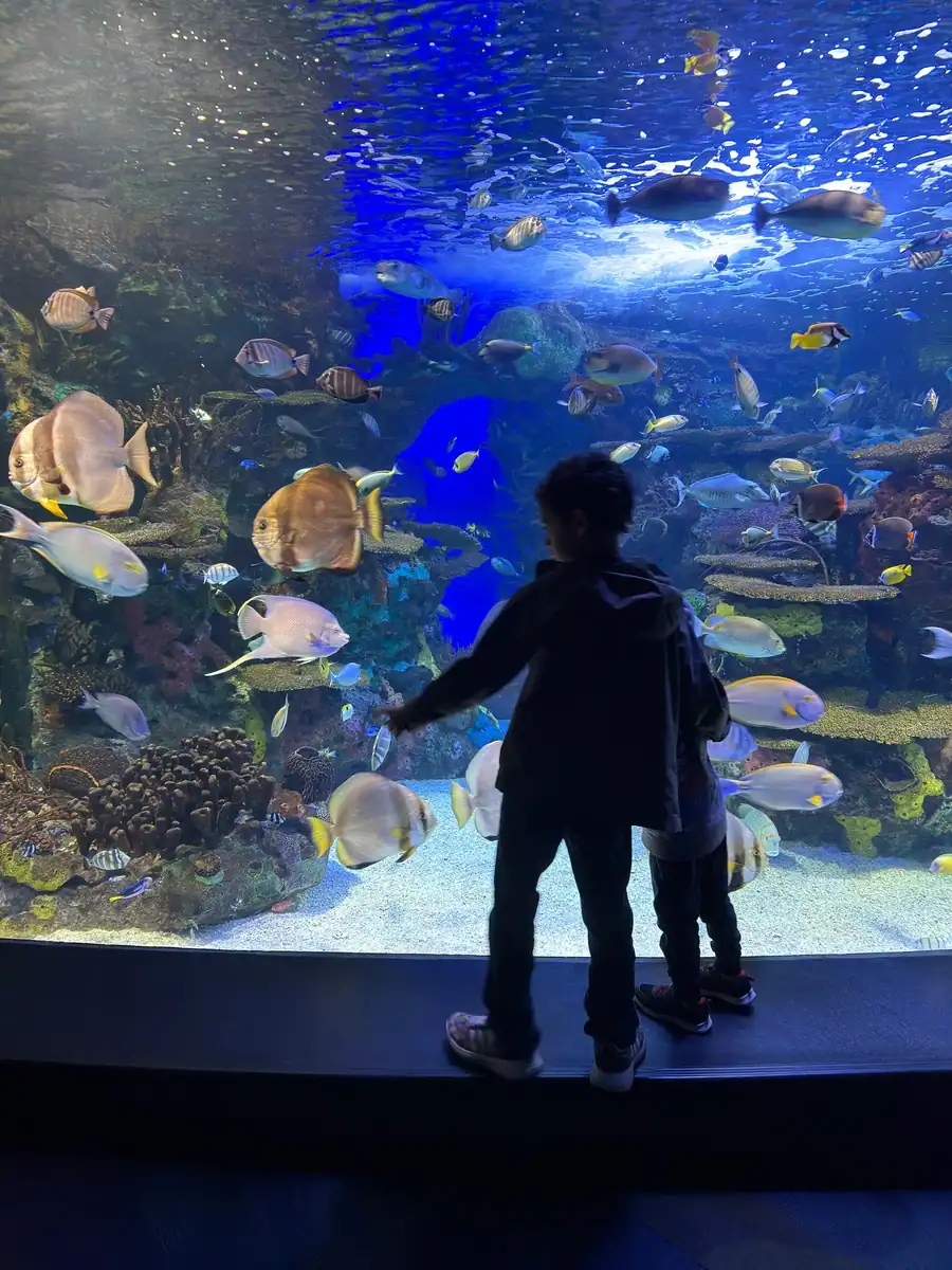 Two children stand silhouetted against a brightly lit reef tank at Ripley’s Aquarium Toronto as colorful fish swim past coral formations. One child points toward the glass, showing the interactive and engaging exhibits.