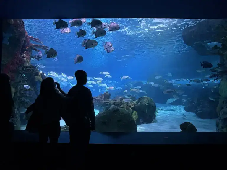 Silhouettes of two visitors standing in front of a massive aquarium window at Ripley’s Aquarium Canada watching schools of fish swim through a rocky underwater habitat. The wide viewing tank creates a calm immersive scene.