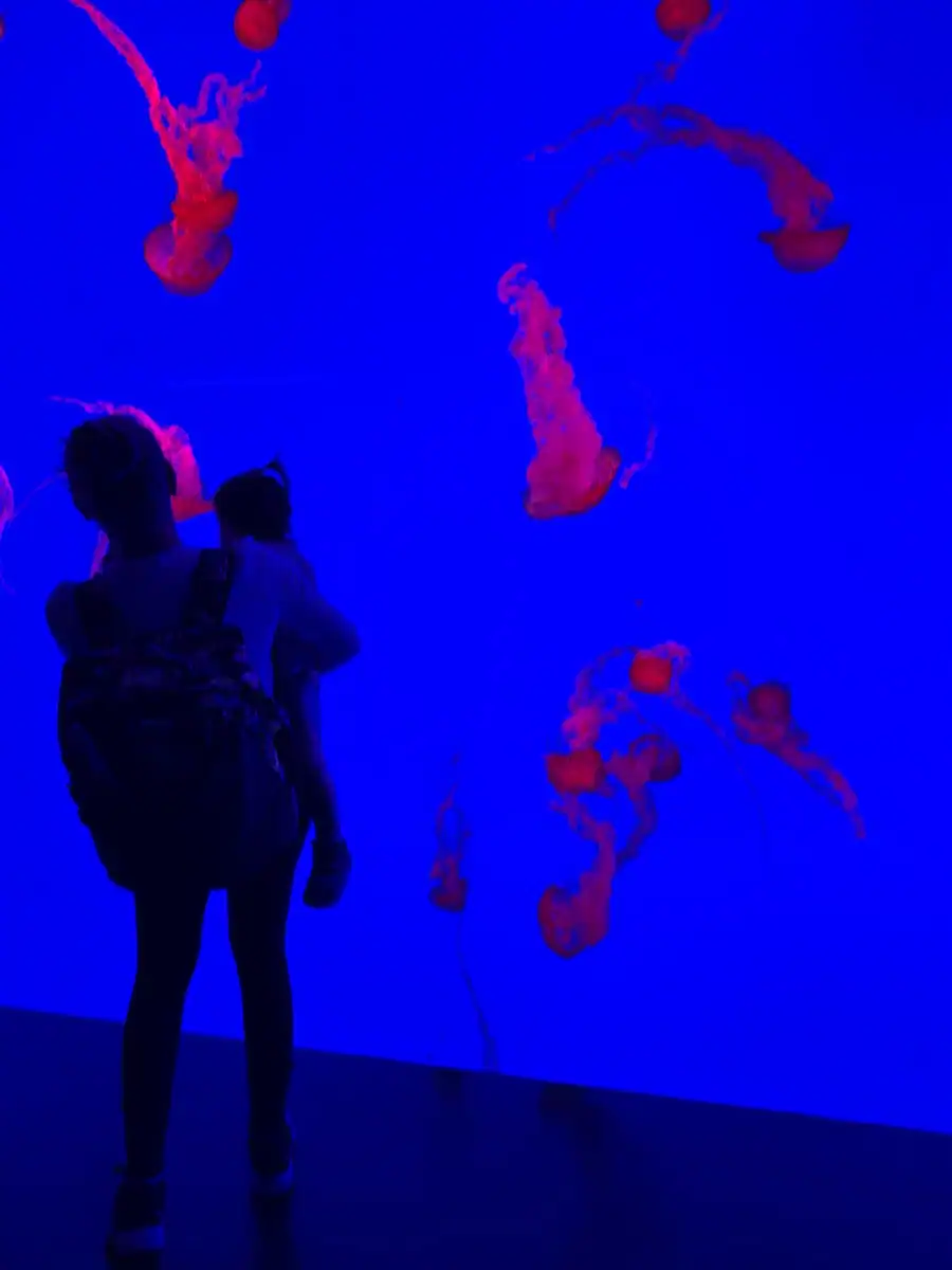 A person holding a child stands silhouetted in front of a glowing blue tank filled with bright red jellyfish drifting upward at the aquarium in Toronto. The contrast between the dark figures and the vibrant jellyfish highlights the scale and movement inside the exhibit.