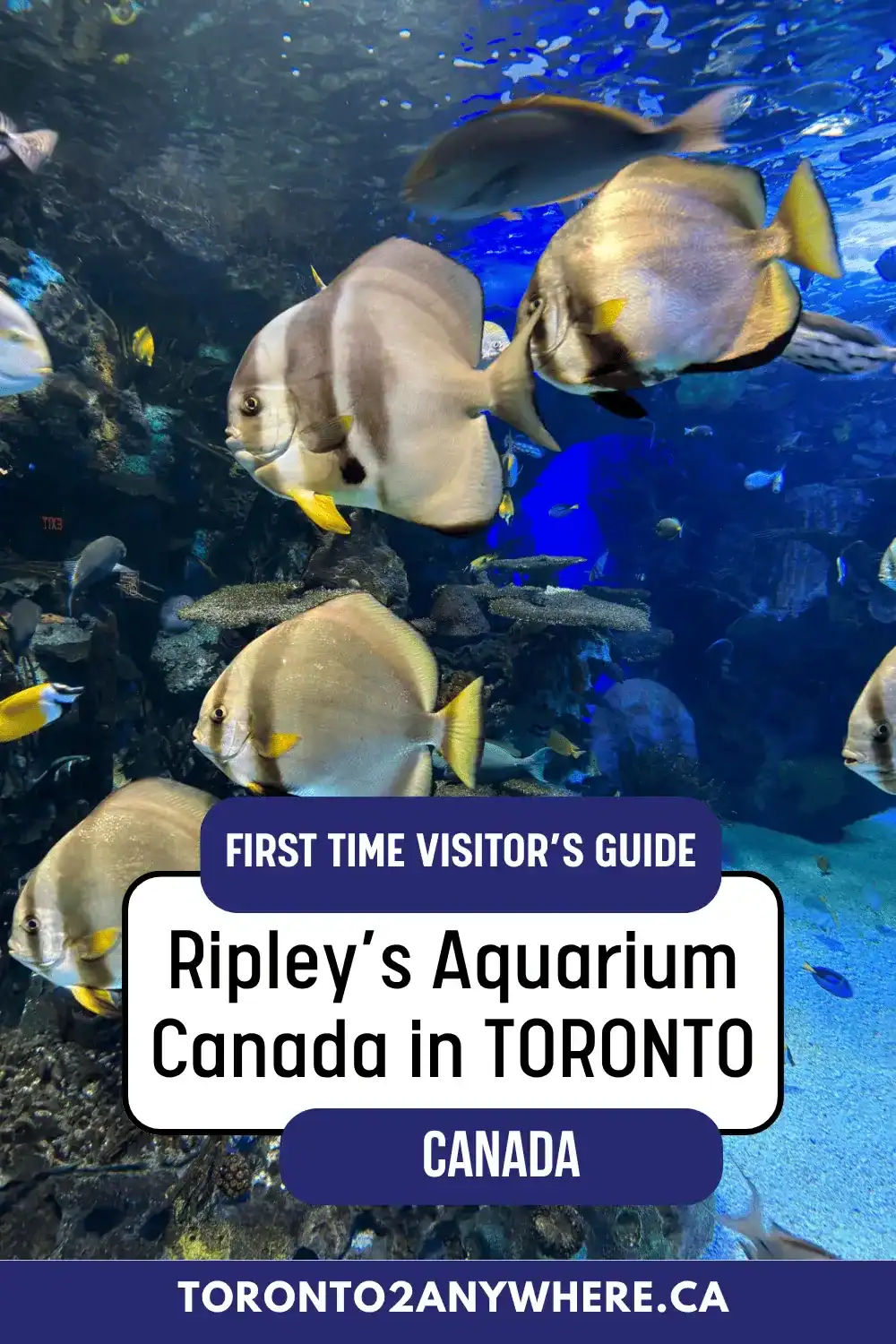 Colourful coral reef fish in a aquarium. Text overlay reads First Time Visitor's Guide to Ripley's Aquarium Canada in Toronto.