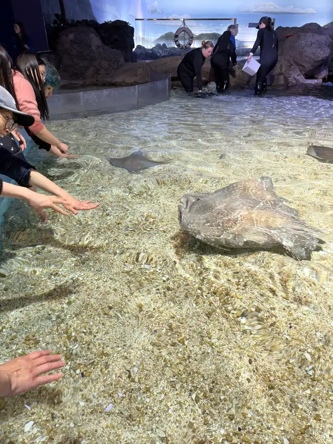 Visitors reach their hands into a shallow touch pool as stingrays swim just beneath the surface of clear rippling water at Toronto's aquarium. Staff members stand nearby guiding the interaction while others observe from the edge.