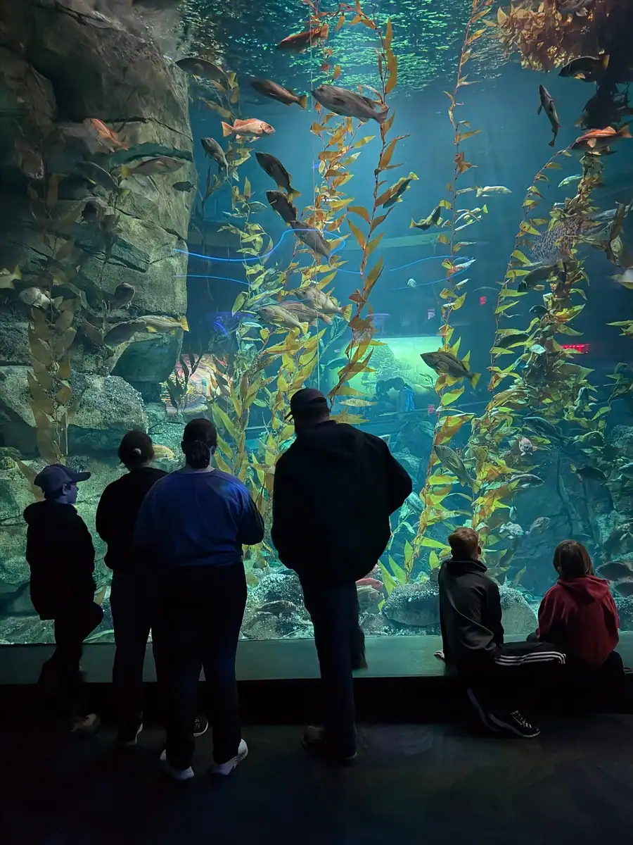 Visitors stand in front of a towering kelp forest tank at Ripley’s Aquarium Canada watching schools of fish swim among tall swaying plants. The scene captures the immersive experience described in a Ripley’s Aquarium Toronto review.