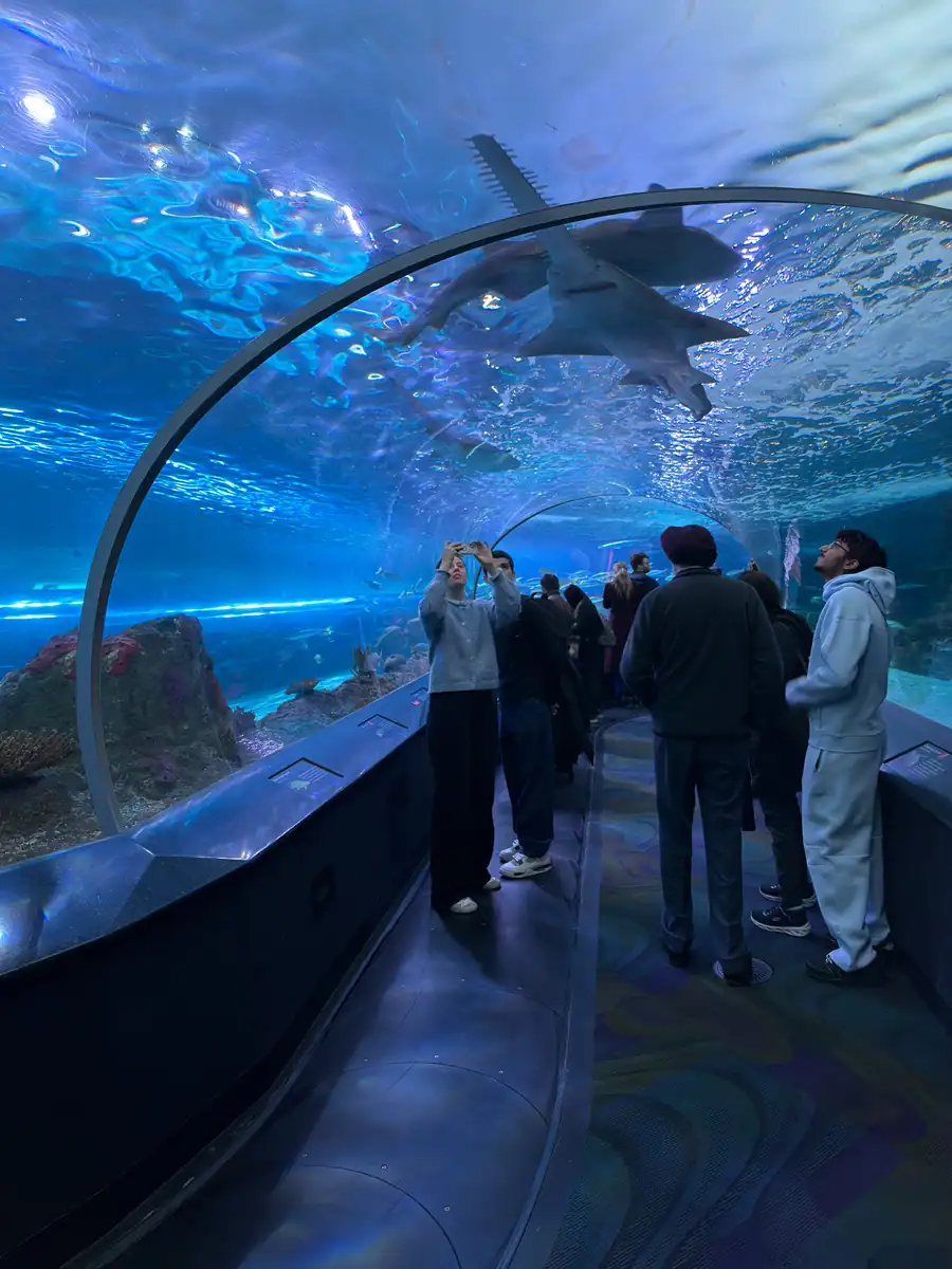 Visitors stand in the shark tunnel at Ripley's Aquarium in Toronto. Two sharks swim above the tunnel and visitors watch and take photos.