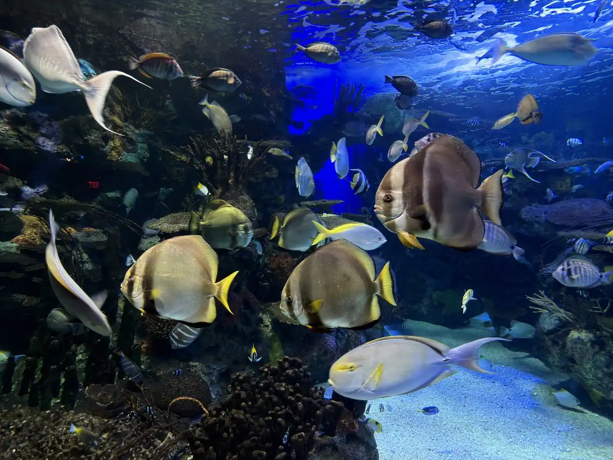 A dense school of tropical fish in shades of silver, yellow, and brown swim through a coral reef habitat with rocky formations and blue water behind them at the aquarium in Toronto Canada. The variety of fish shapes and sizes creates a busy and vibrant underwater environment.
