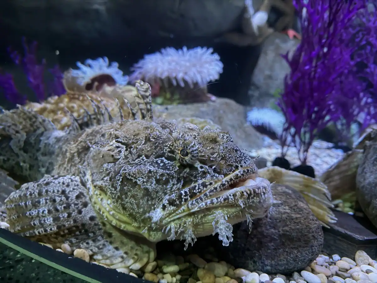 Close up of a camouflaged bottom dwelling fish resting on gravel inside a tank at Ripley’s Aquarium Toronto with purple coral and sea anemones in the background. Its textured skin and wide mouth blend into the rocky habitat, highlighting the diversity of marine life on display.