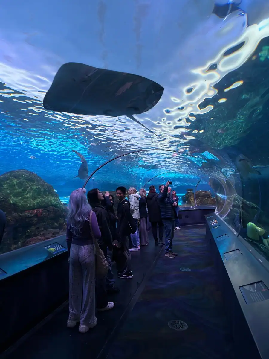 Visitors walk through the glass tunnel at Ripley’s Aquarium Toronto looking up as a large stingray swims overhead. The curved ceiling and surrounding water create a fully immersive underwater experience frequently mentioned in a Ripley’s Aquarium Toronto review.
