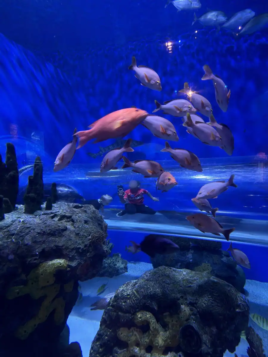 A child sits inside a viewing bubble surrounded by bright blue water and a school of pink and silver fish at Ripley’s Aquarium Canada. The close interaction with marine life highlights the family friendly exhibits.