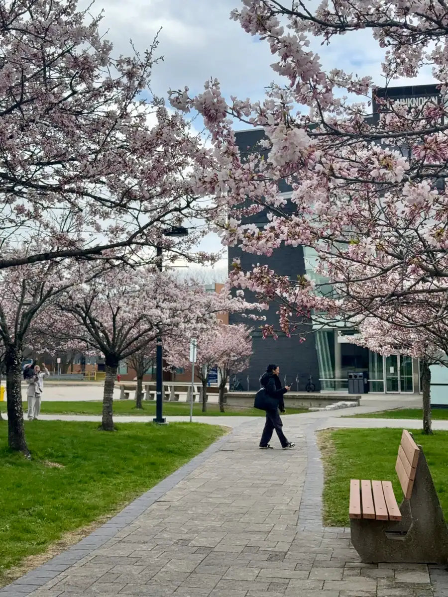 Cherry blossoms in bloom at the University of Toronto Scarborough campus. A student walks under the blooming trees with the university building visible behind.