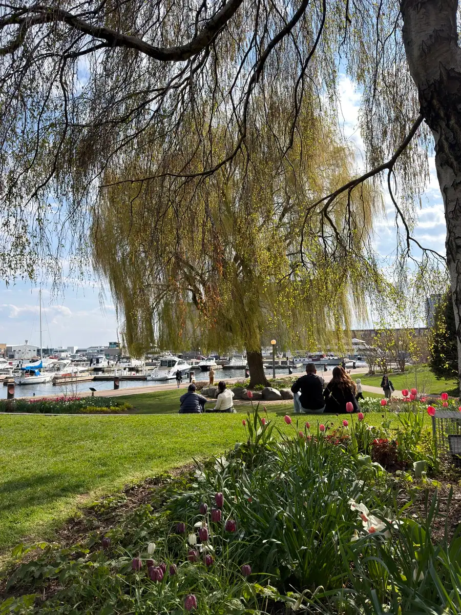 Couples sit on the grass overlooking boats at a Toronto marina on a spring day at Harbourfront. Tulips can be seen in the gardens in the park.