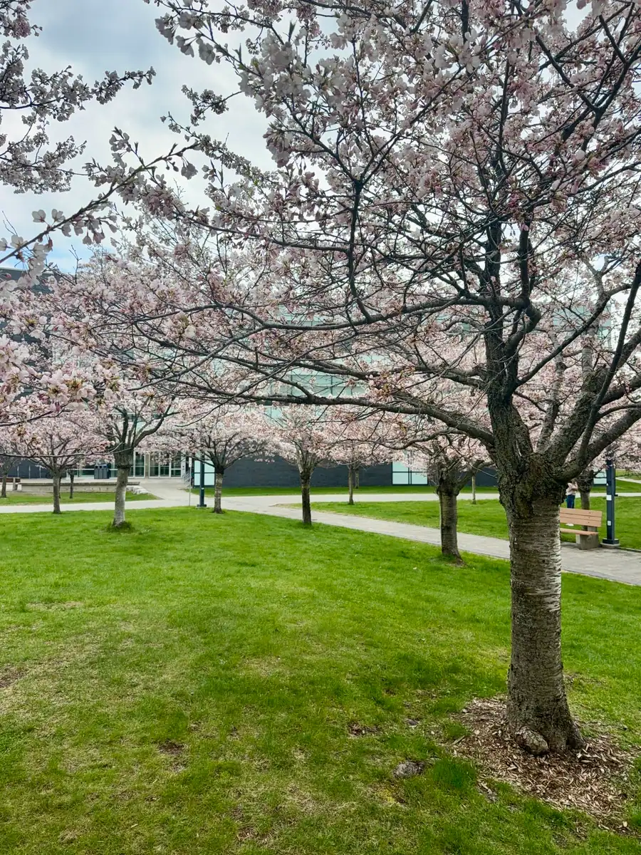 Rows of cherry blossom trees at the campus at the University of Toronto in Scarborough. Trees line the pathways with a park bench under the trees.