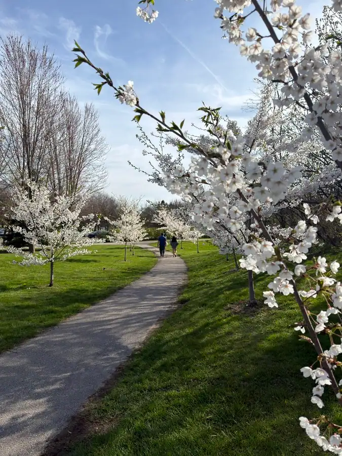 A couple walk along a path with young blossoming cherry trees on a spring day in Toronto at Woodbine Beach Park.