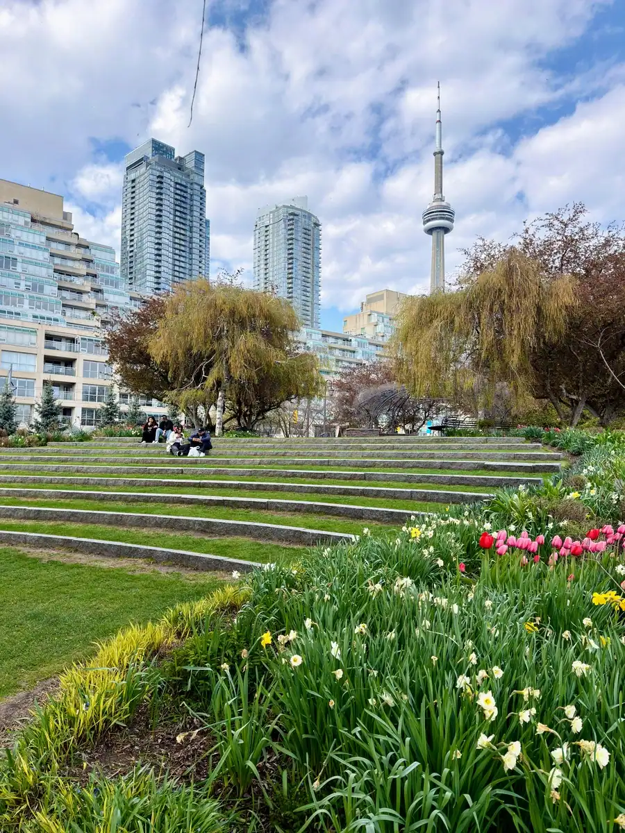 Toronto's CN Tower can be seen towering above Toronto's Music Garden in spring. Tulips and daffodils are visible under blue skies. Couples sit in the gardens on the grass.