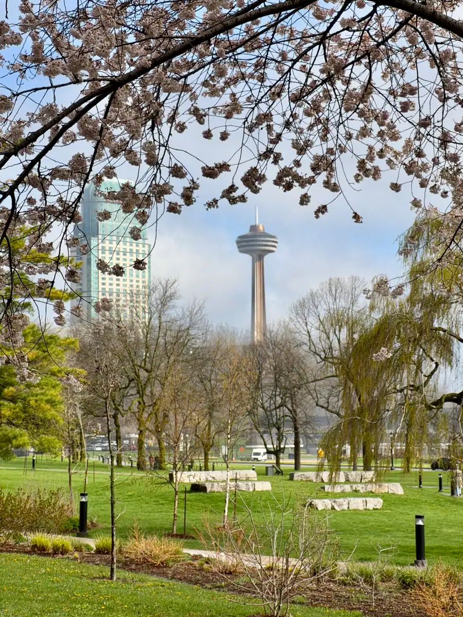 The Skylon Tower in Niagara Falls is framed by spring cherry blossoms.